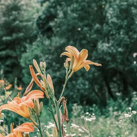 Ferienhaus Tajna Bazia